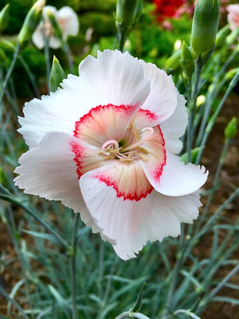 Free download plant white pink red circle line free picture to be edited with GIMP free online image editor