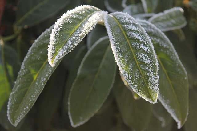 Descărcați gratuit șablonul foto gratuit Plant Winter Frost pentru a fi editat cu editorul de imagini online GIMP