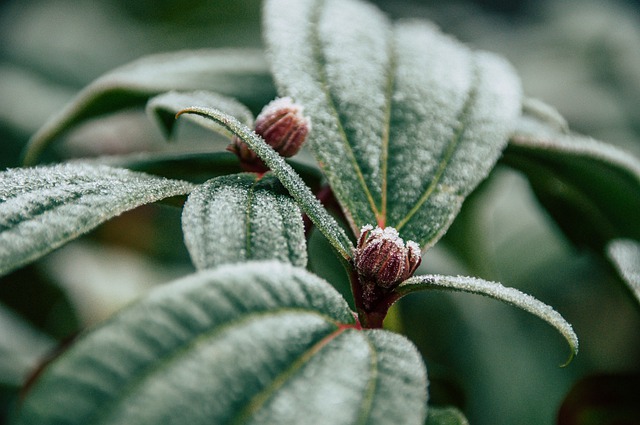 Free graphic plant winter frost leaves cold to be edited by GIMP free image editor by OffiDocs
