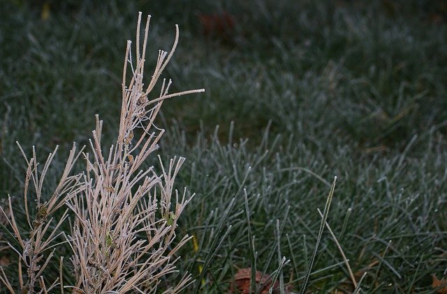 Muat turun percuma templat foto Plant Winter Ice percuma untuk diedit dengan editor imej dalam talian GIMP