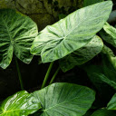 Plant with Big Green Leaves  screen for extension Chrome web store in OffiDocs Chromium