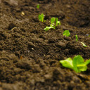 Plant young trees  screen for extension Chrome web store in OffiDocs Chromium