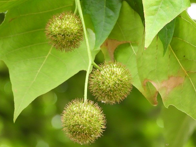 Бесплатно скачать Platanus Tree Fruit - бесплатную фотографию или картинку для редактирования с помощью онлайн-редактора изображений GIMP