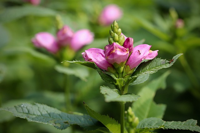 Free download plate flower snakehead free picture to be edited with GIMP free online image editor