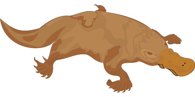 Free download Platypus Brown Bill - Free vector graphic on Pixabay free illustration to be edited with GIMP free online image editor