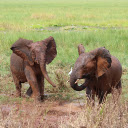 Playful Elephants  screen for extension Chrome web store in OffiDocs Chromium