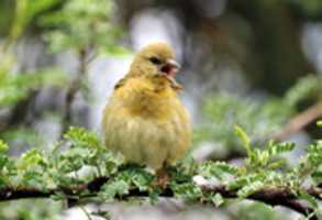 Free download Ploceus Velatus free photo or picture to be edited with GIMP online image editor