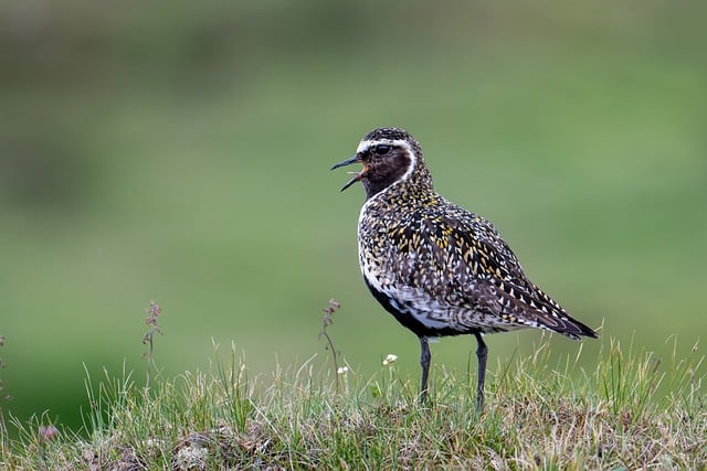 Free download plover bird golden plover wildlife free picture to be edited with GIMP free online image editor