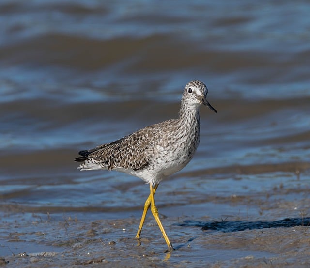 Free download plovers shorebirds migratory birds free picture to be edited with GIMP free online image editor