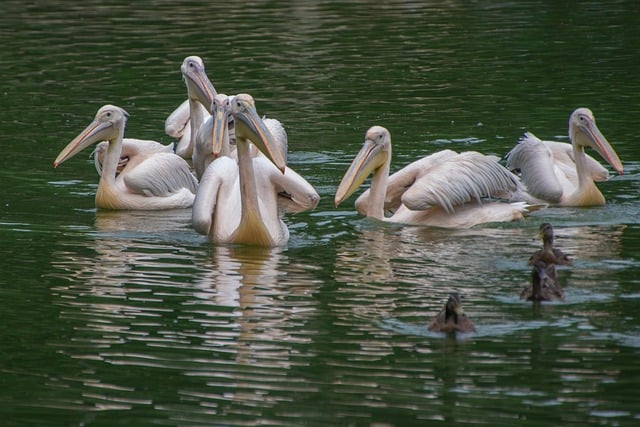 Free download plumage feathers water birds free picture to be edited with GIMP free online image editor
