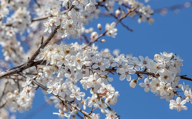 Free download plum blossom blossoms tree nature free picture to be edited with GIMP free online image editor