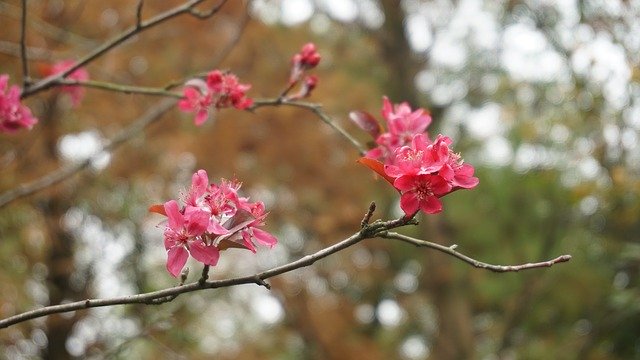 Download gratuito Plum Blossom Branch Flower - foto o immagine gratuita da modificare con l'editor di immagini online di GIMP