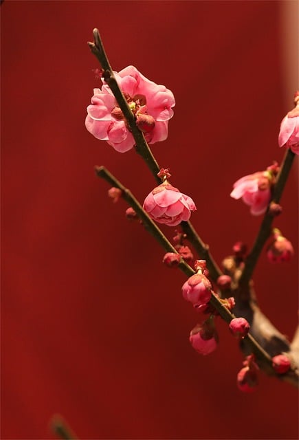 Free graphic plum blossom flowers flowering pink to be edited by GIMP free image editor by OffiDocs