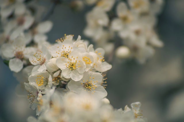 Free download plum blossom flowers spring free picture to be edited with GIMP free online image editor
