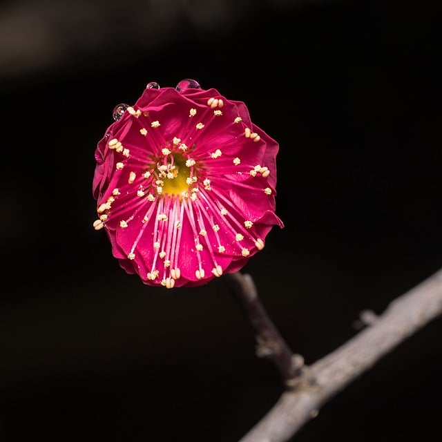 Free download plum blossom plum flower free picture to be edited with GIMP free online image editor