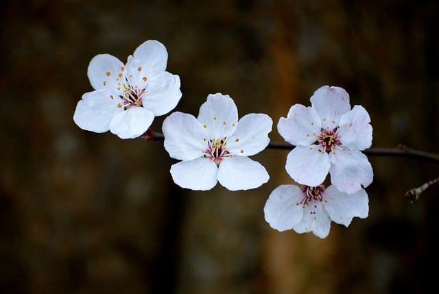 Free download plum blossoms blossoms white flowers free picture to be edited with GIMP free online image editor