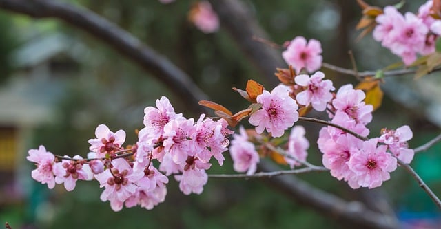 Free download plum blossoms pink flowers flowers free picture to be edited with GIMP free online image editor