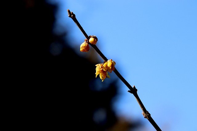 Téléchargement gratuit de fleurs de prunier fleurs de prunier nature image gratuite à éditer avec l'éditeur d'images en ligne gratuit GIMP