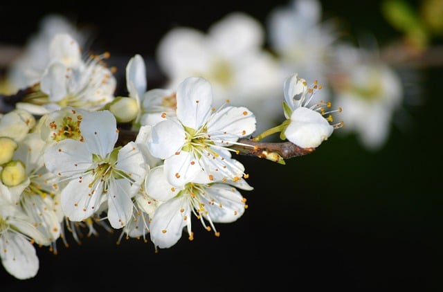 Free download plum blossoms white flowers flower free picture to be edited with GIMP free online image editor