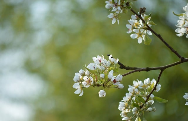 Free download plum blossoms white flowers fruit free picture to be edited with GIMP free online image editor