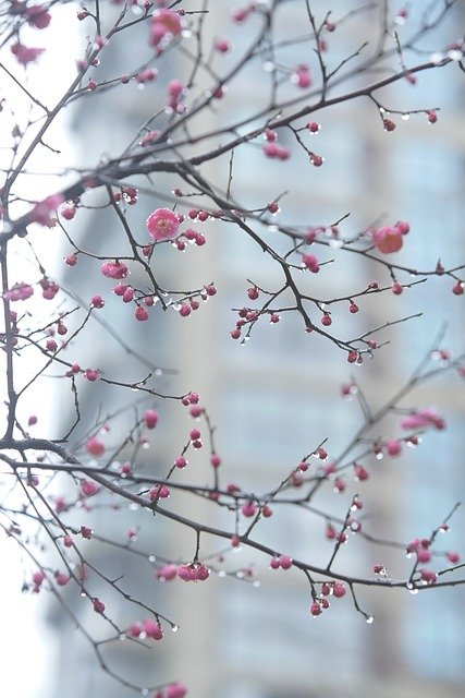Free download plum blossom tree buds flowers free picture to be edited with GIMP free online image editor