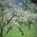 plum blossom wallpaper  screen for extension Chrome web store in OffiDocs Chromium