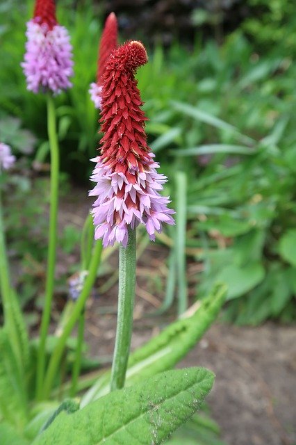 Kostenloser Download Plume Flower Nature - kostenloses Foto oder Bild zur Bearbeitung mit GIMP Online-Bildbearbeitung