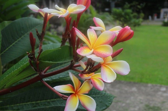 Free download Plumeria Alba Flower -  free photo or picture to be edited with GIMP online image editor