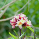 Plumeria Cluster  screen for extension Chrome web store in OffiDocs Chromium