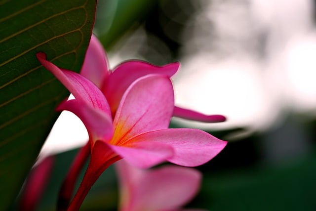 Free download plumeria flower flora frangipani free picture to be edited with GIMP free online image editor