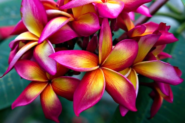 Free download plumeria flower flora nature free picture to be edited with GIMP free online image editor