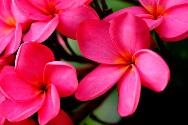 Free download plumeria flowers plant pink flowers free picture to be edited with GIMP free online image editor