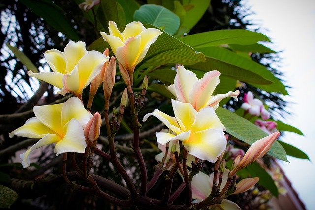 Descărcare gratuită Plumeria Flower Thailand Flowers - fotografie sau imagini gratuite pentru a fi editate cu editorul de imagini online GIMP