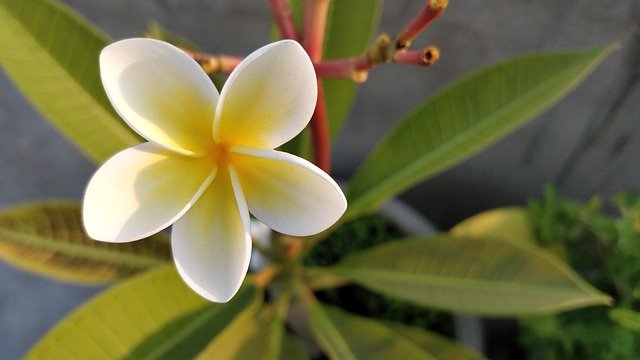 Free download Plumeria Frangipani Deciduous -  free free photo or picture to be edited with GIMP online image editor