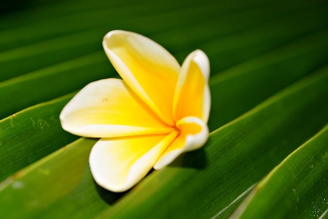 Free download plumeria frangi pani flower petals free picture to be edited with GIMP free online image editor