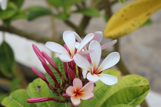 Free download Plumeria In Frangipani -  free photo or picture to be edited with GIMP online image editor