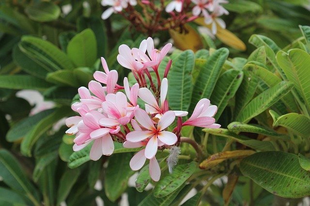 Plumeria Red Flo de download grátis - foto ou imagem grátis para ser editada com o editor de imagens online GIMP