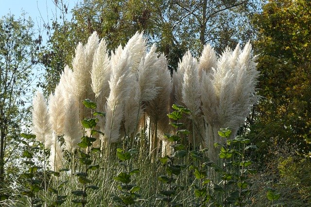 Free download Plumes Plant Plume -  free photo or picture to be edited with GIMP online image editor
