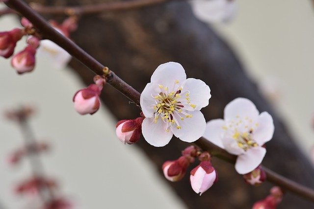 Free download Plum Flower Spring Flowers -  free photo or picture to be edited with GIMP online image editor