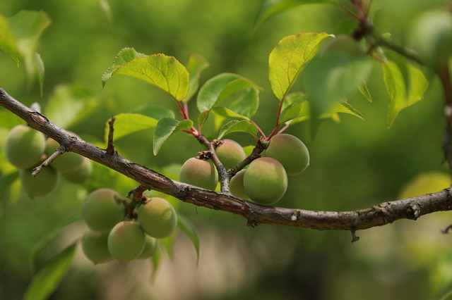Free download plum plum blossom fruit plant free picture to be edited with GIMP free online image editor