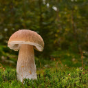 Plump mushroom  screen for extension Chrome web store in OffiDocs Chromium