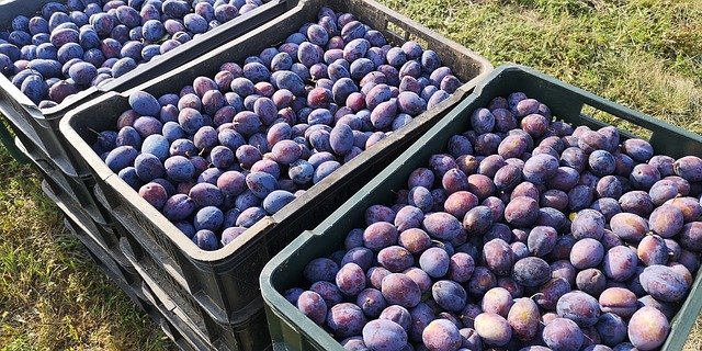 Free download Plums Fruit -  free photo or picture to be edited with GIMP online image editor