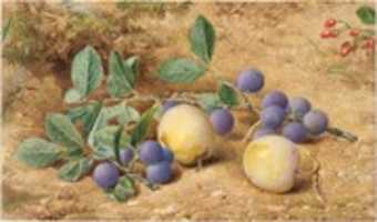 Free download Plums free photo or picture to be edited with GIMP online image editor