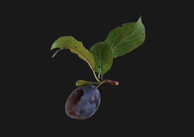 Download gratuito Plum Sprig Foliage Black - foto o immagine gratuita da modificare con l'editor di immagini online GIMP