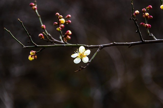 Free download Plum Spring Flowers Republic Of -  free photo or picture to be edited with GIMP online image editor