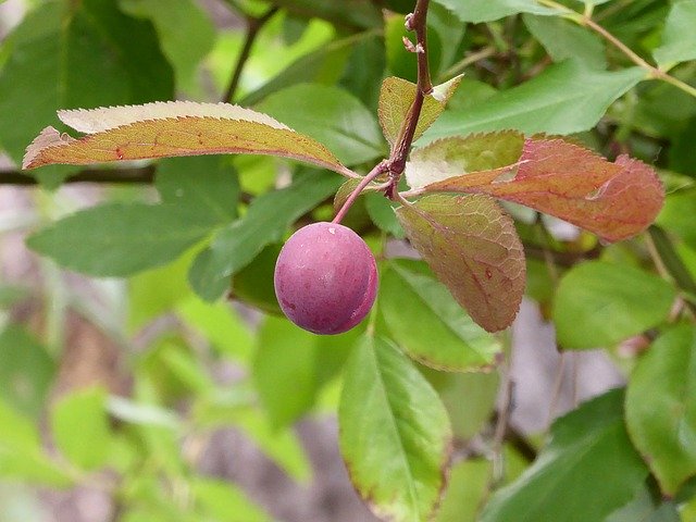 Free download Plum Tree Fruit -  free photo or picture to be edited with GIMP online image editor