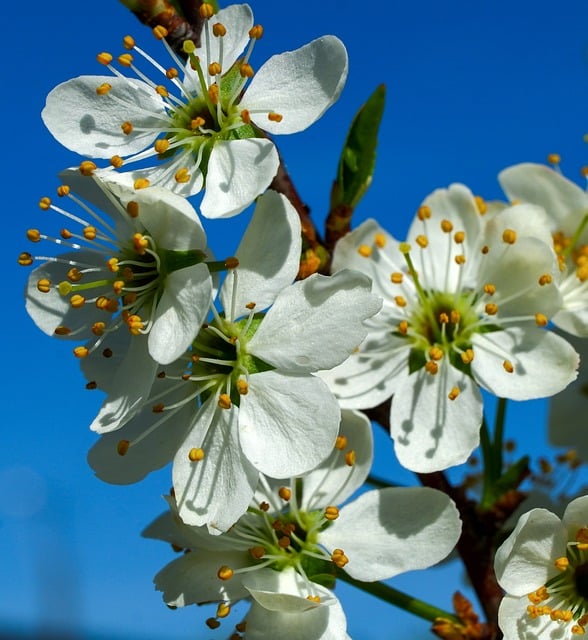 Free download plum turn nature spring bloom free picture to be edited with GIMP free online image editor
