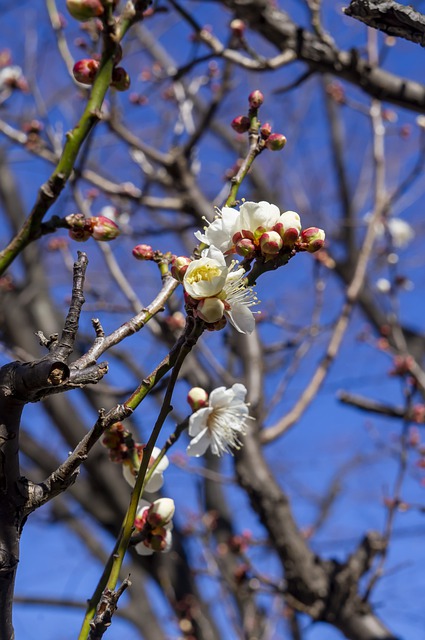 Free download plum ume out flowers japan winter free picture to be edited with GIMP free online image editor