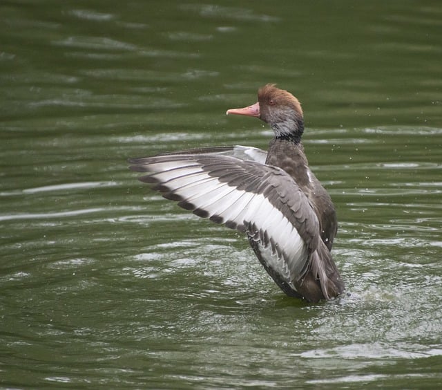 Free download pochard bird duck waterfowl free picture to be edited with GIMP free online image editor