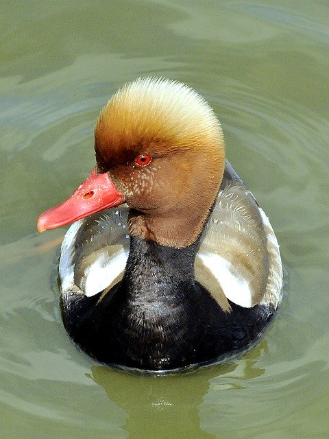 Free picture Pochard Netta Rufina Anatidae -  to be edited by GIMP free image editor by OffiDocs